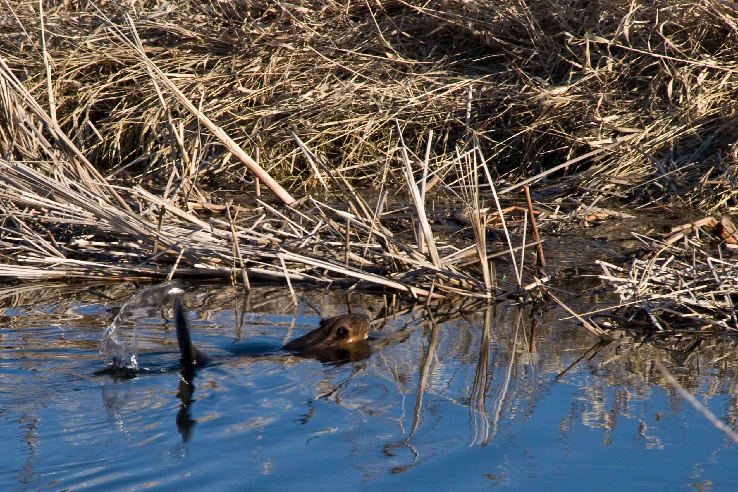 Image of beavers