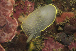 Image of Acanthodoris hudsoni MacFarland 1905