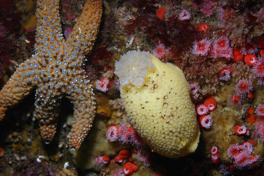 Image of Giant seastar