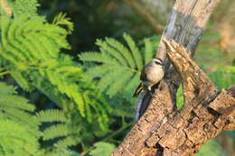 Image of Yellow-vented Bulbul