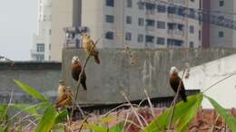 Image of White-headed Munia