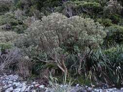 Image de Olearia avicenniifolia (Raoul) Hook. fil.