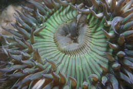 Image of Starburst anemone