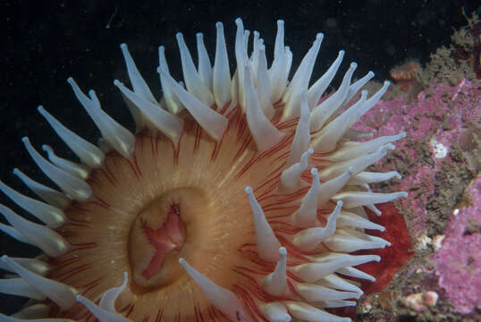 Image of Fish-eating anemone