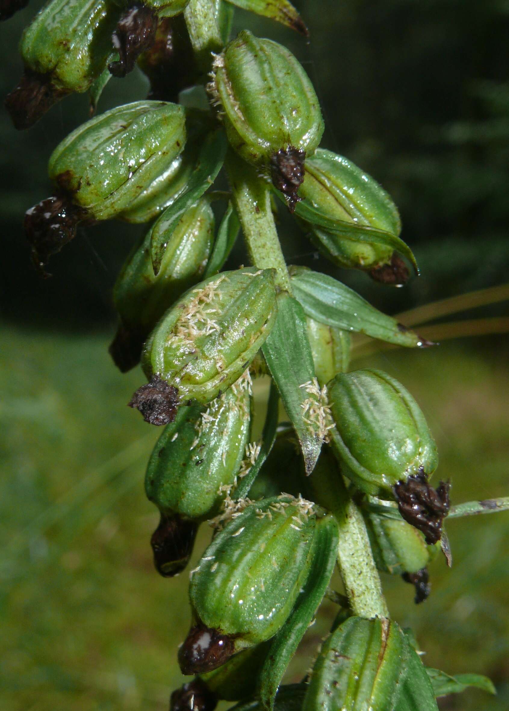 Image of Broad-leaved Helleborine