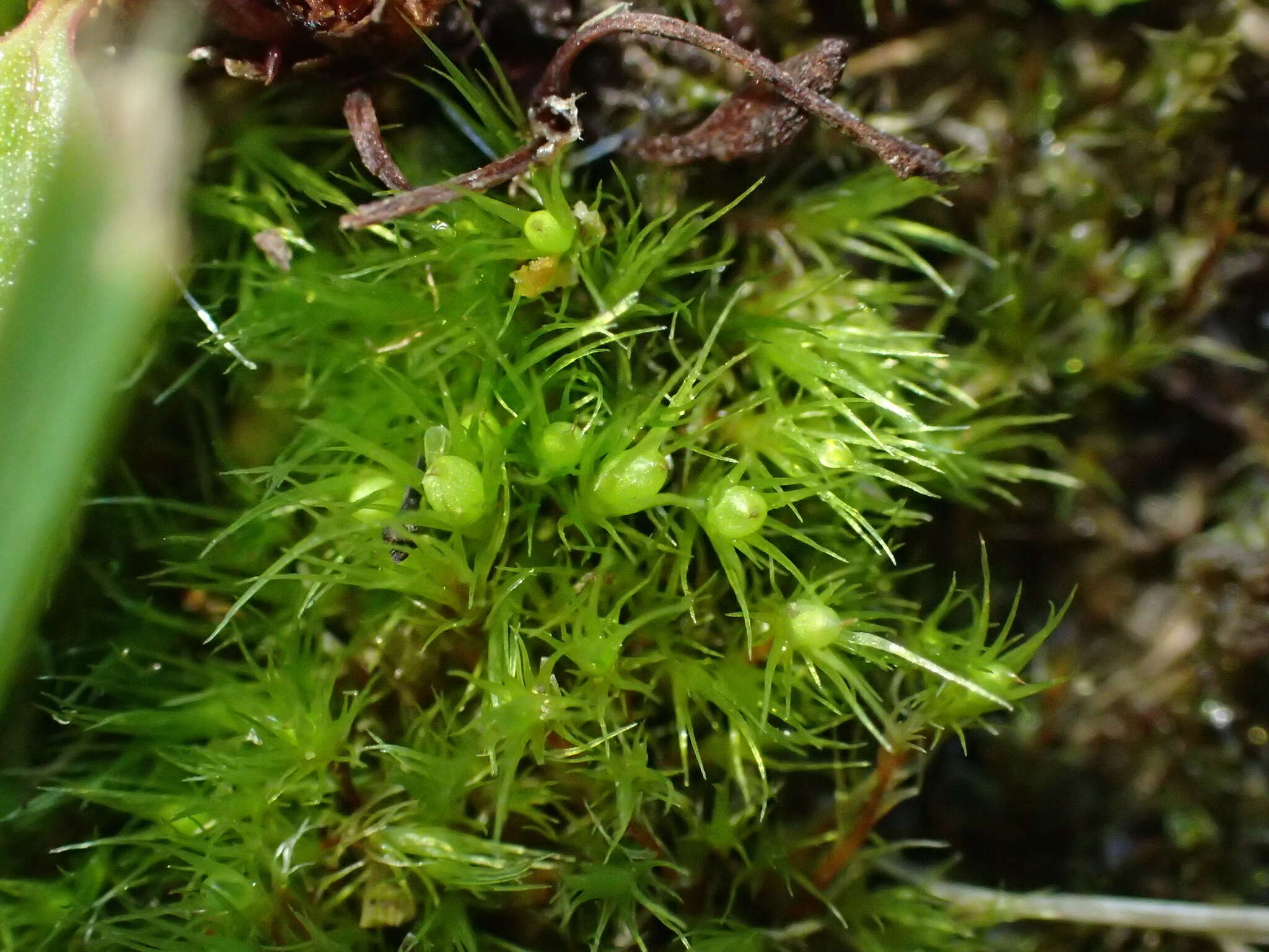 Image of acuminate pleuridium moss