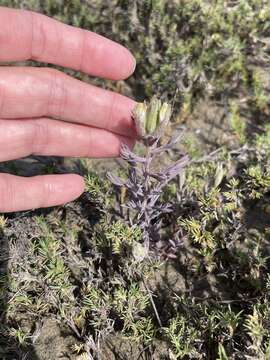 Image de Chloropyron maritimum subsp. maritimum