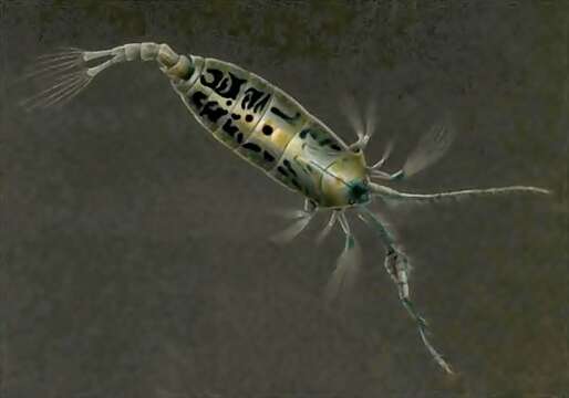 Image of copepods