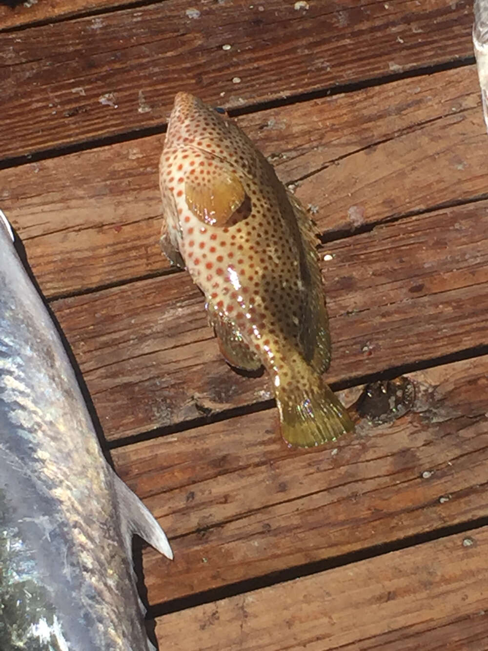 Слика од Epinephelus adscensionis (Osbeck 1765)