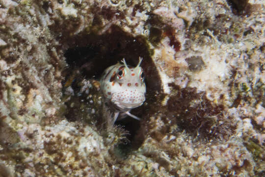 Sivun Blenniella chrysospilos (Bleeker 1857) kuva