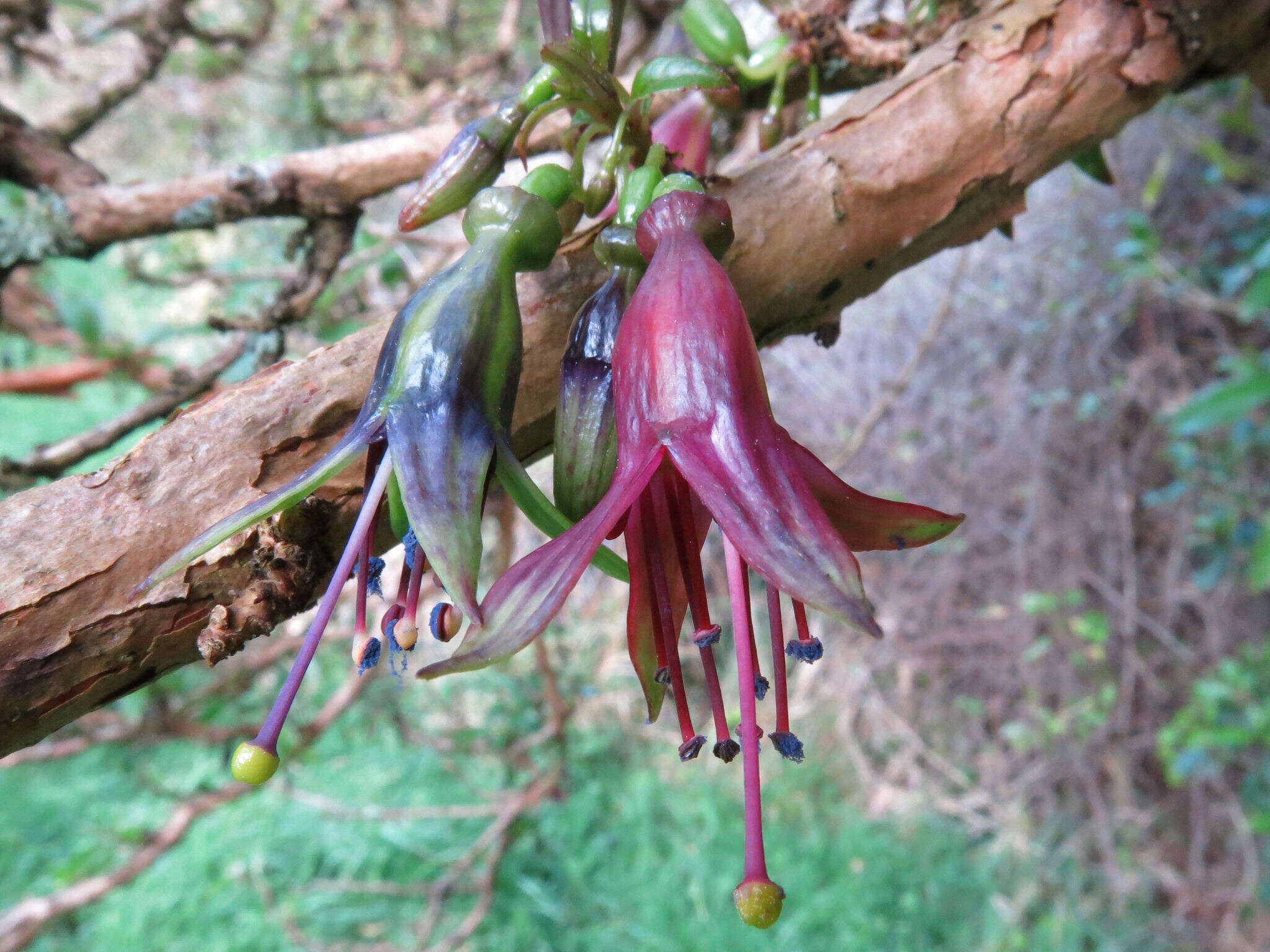 Image of New Zealand fuchsia