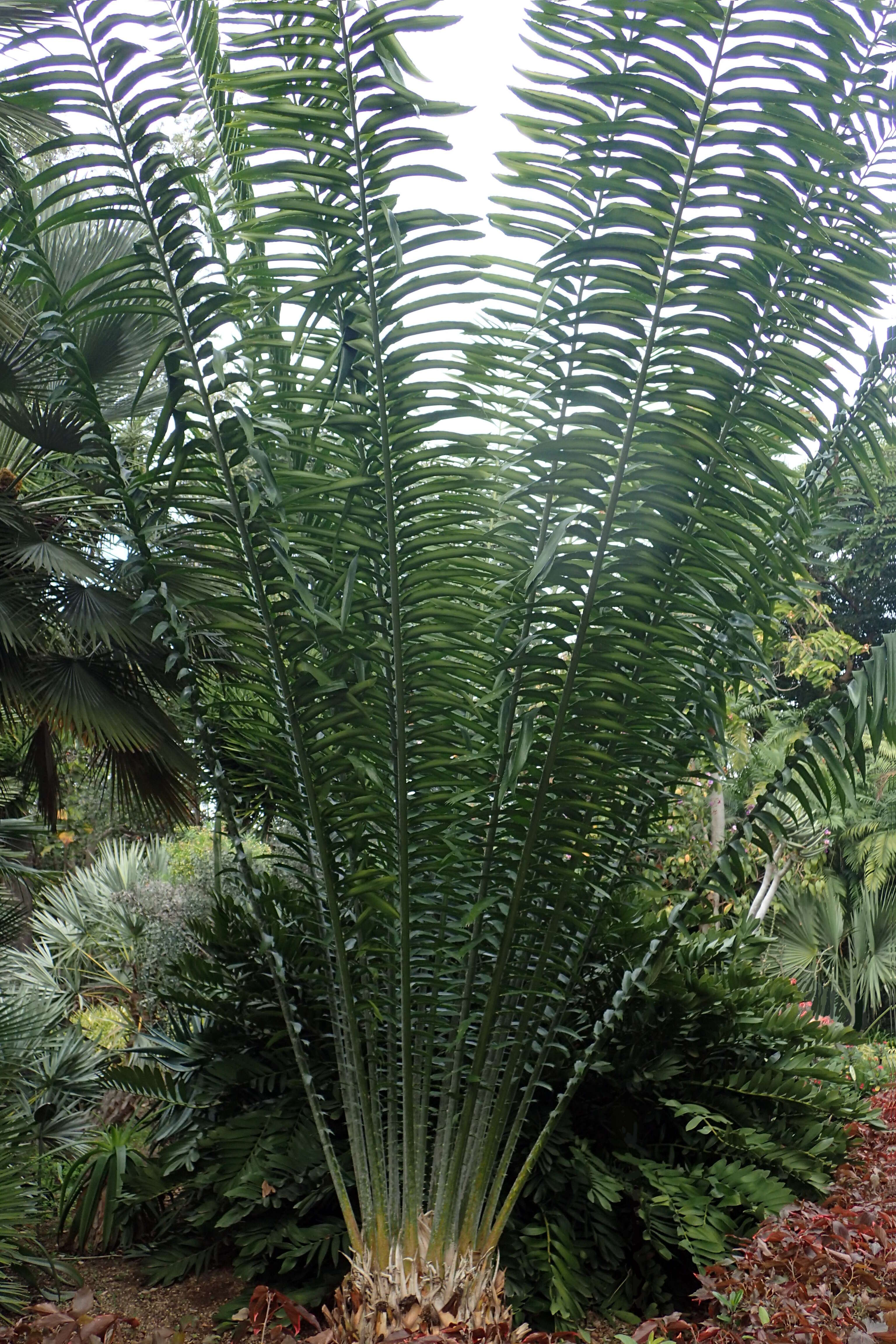 Image of Kwango Giant Cycad