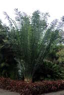 Image of Kwango Giant Cycad