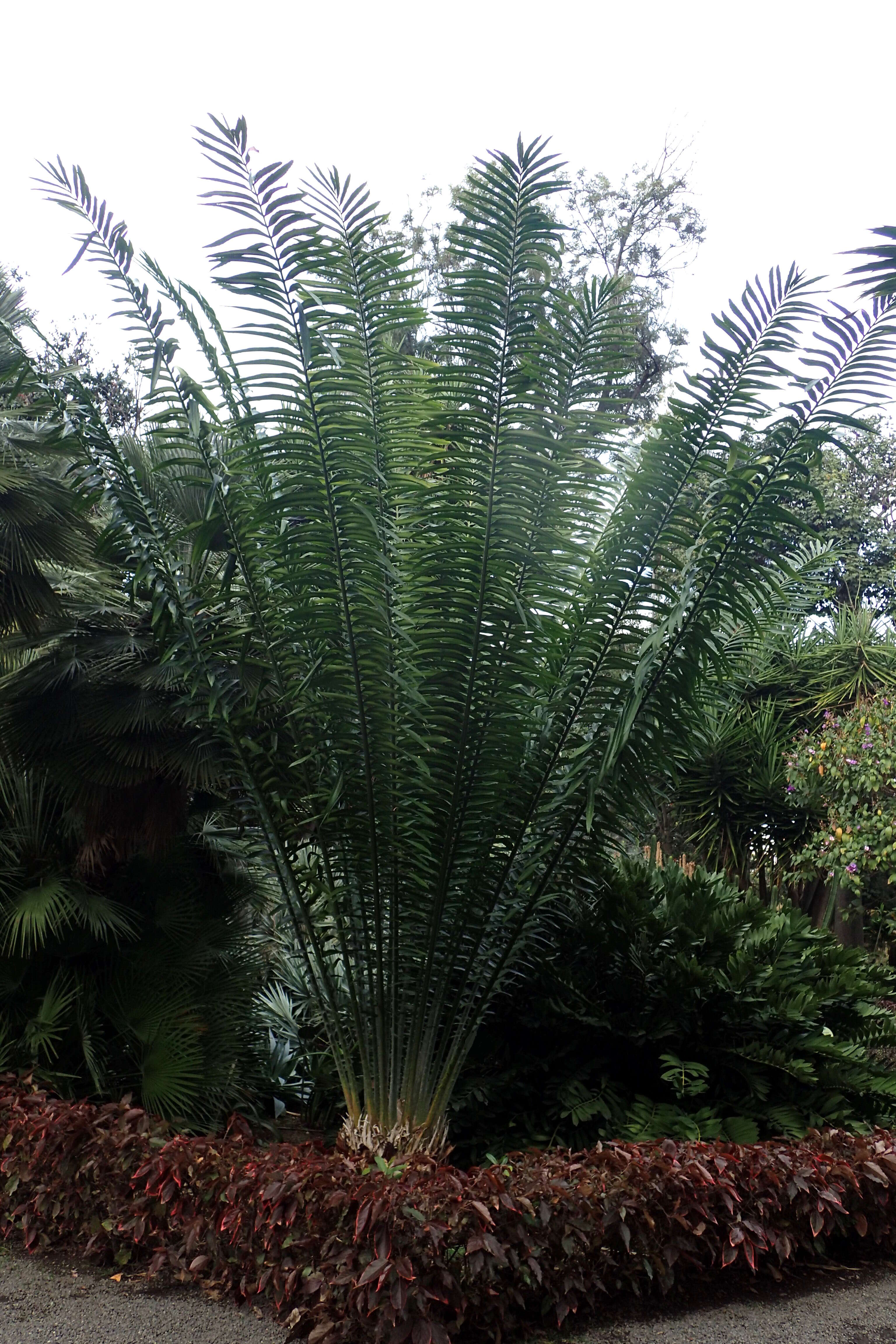 Image of Kwango Giant Cycad