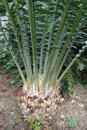 Image of Kwango Giant Cycad