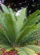 Image of Voi Cycad