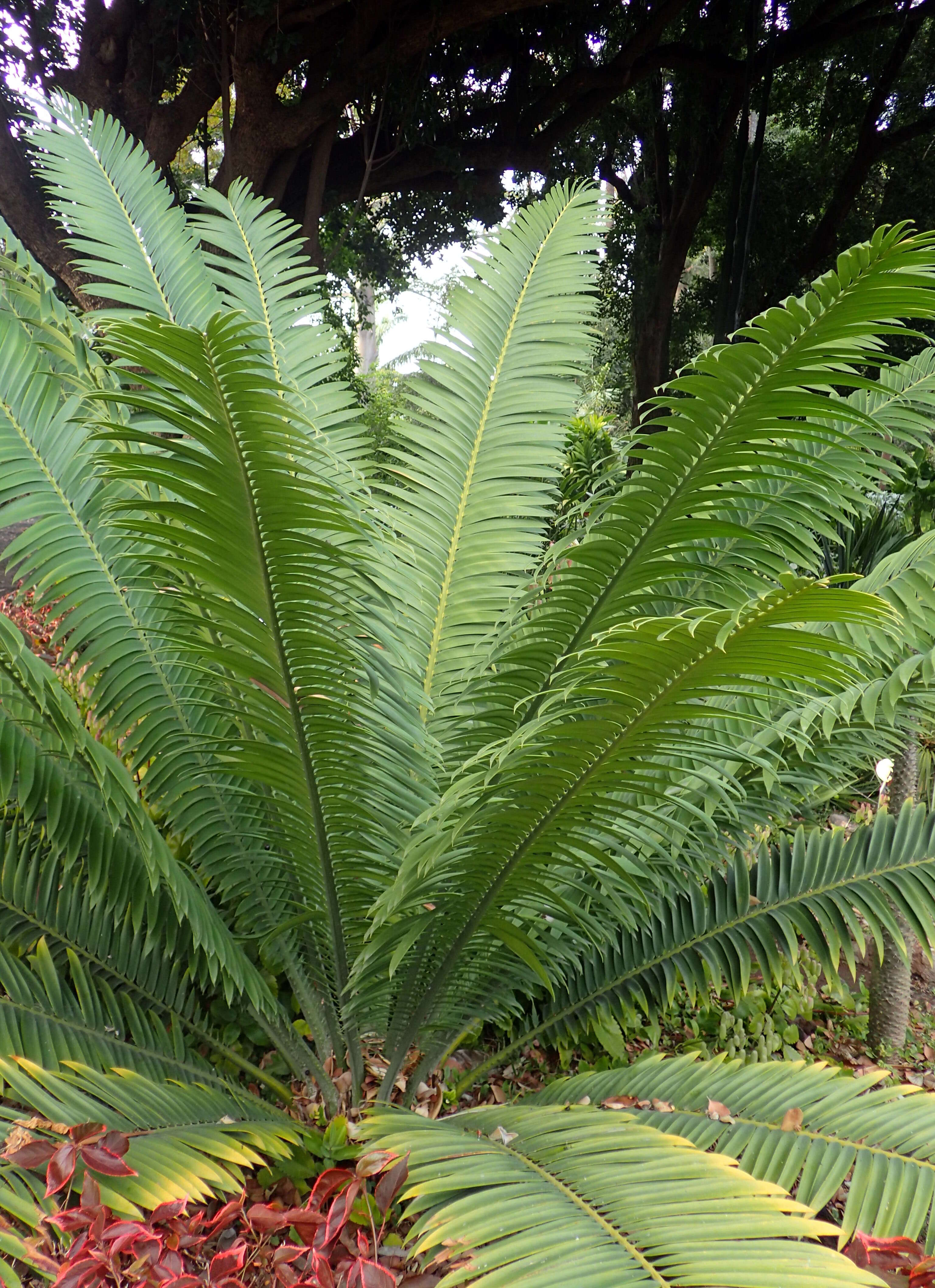 Image de Encephalartos kisambo Faden & Beentje