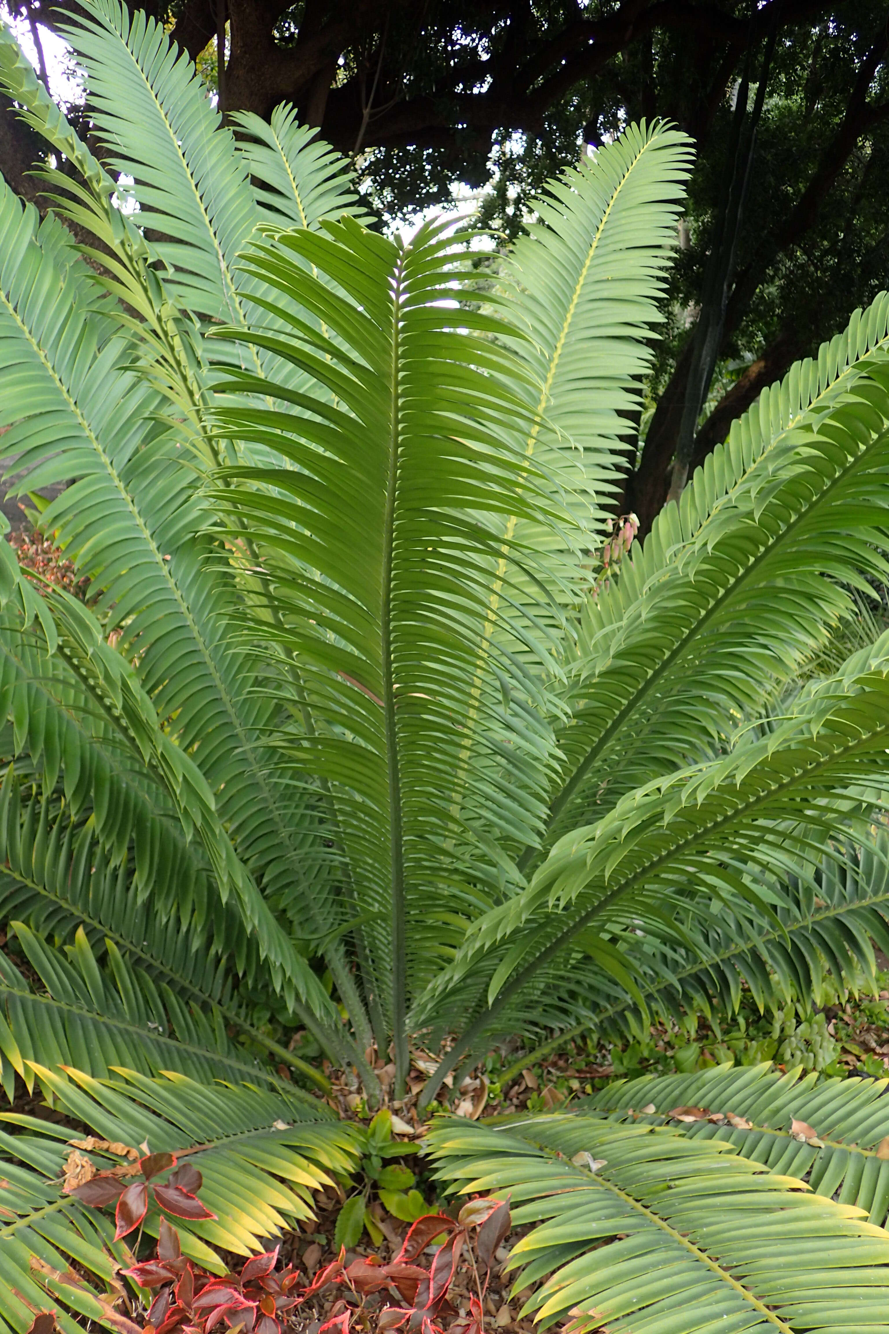 Image de Encephalartos kisambo Faden & Beentje