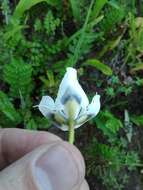 Image of Moraea villosa subsp. villosa