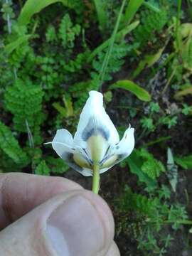 Image of Moraea villosa subsp. villosa
