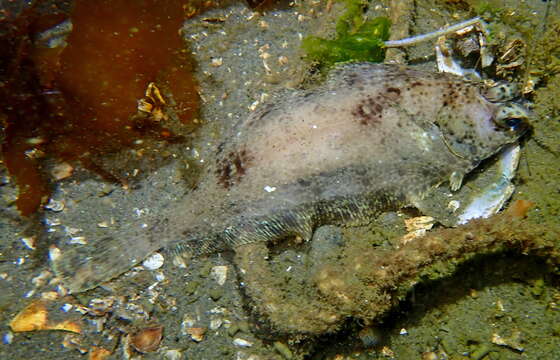 Image of Dover sole