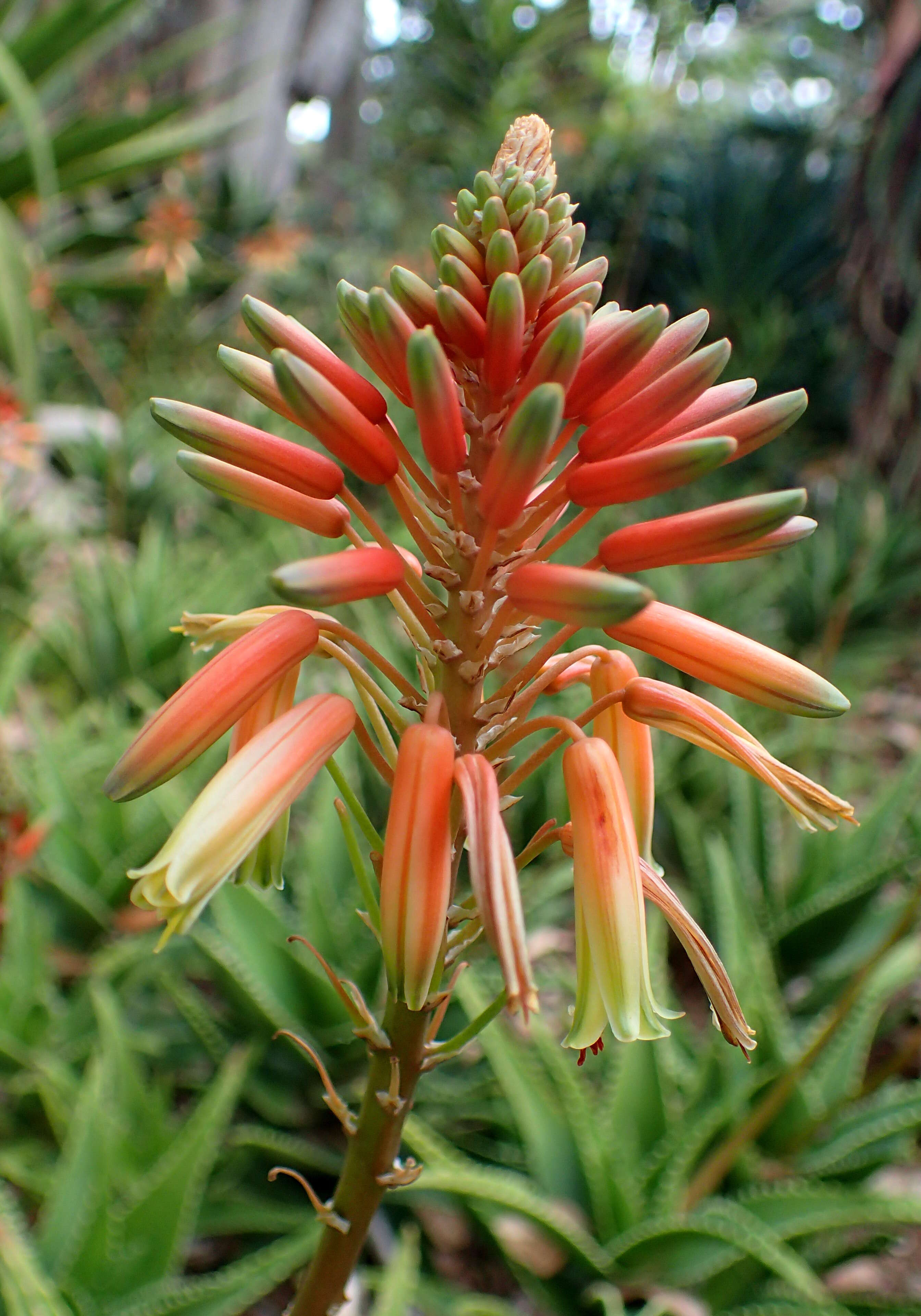 Слика од Aloe perfoliata L.