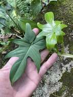 Philodendron pedatum (Hook.) Kunth resmi