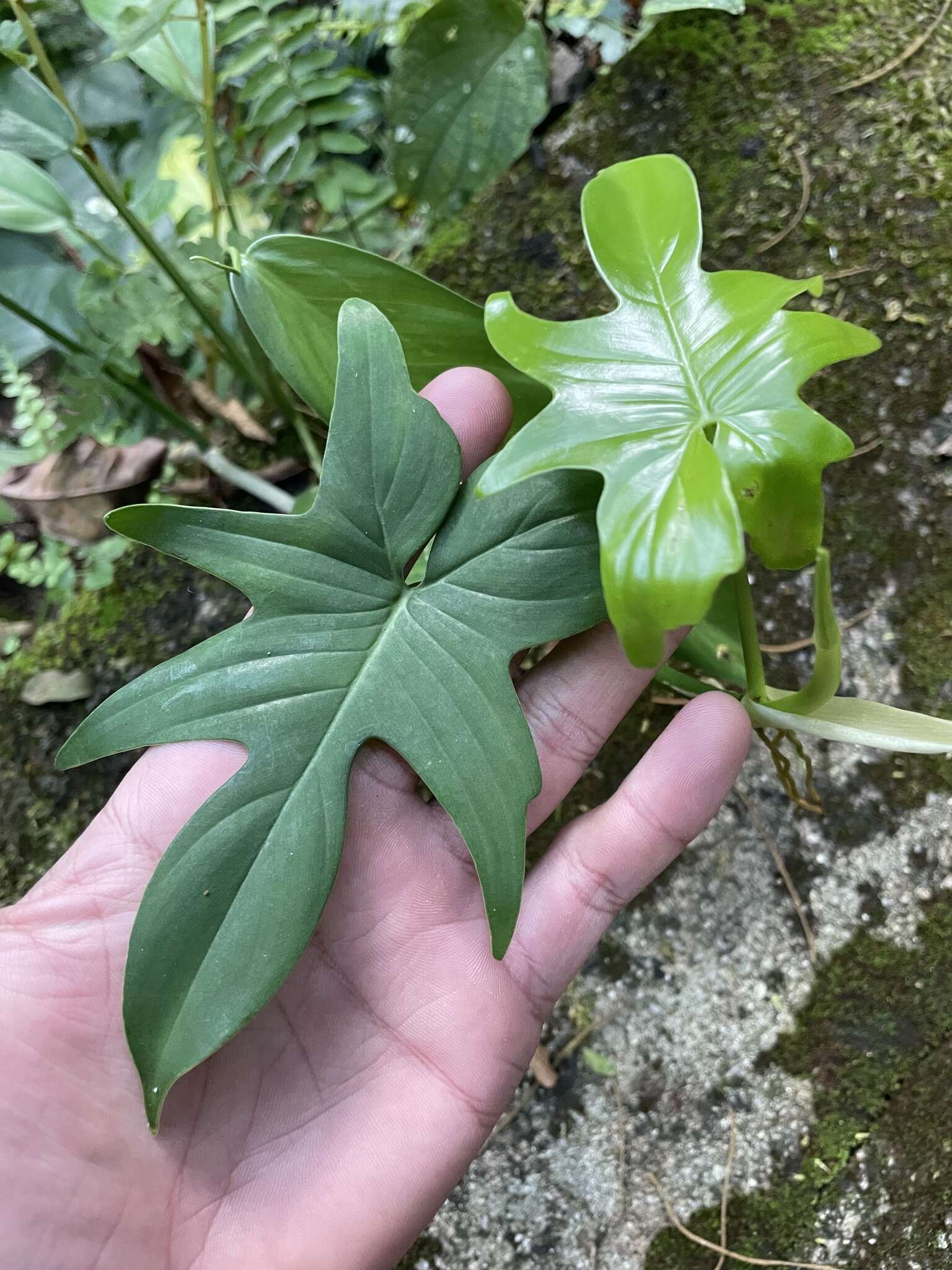 Philodendron pedatum (Hook.) Kunth resmi