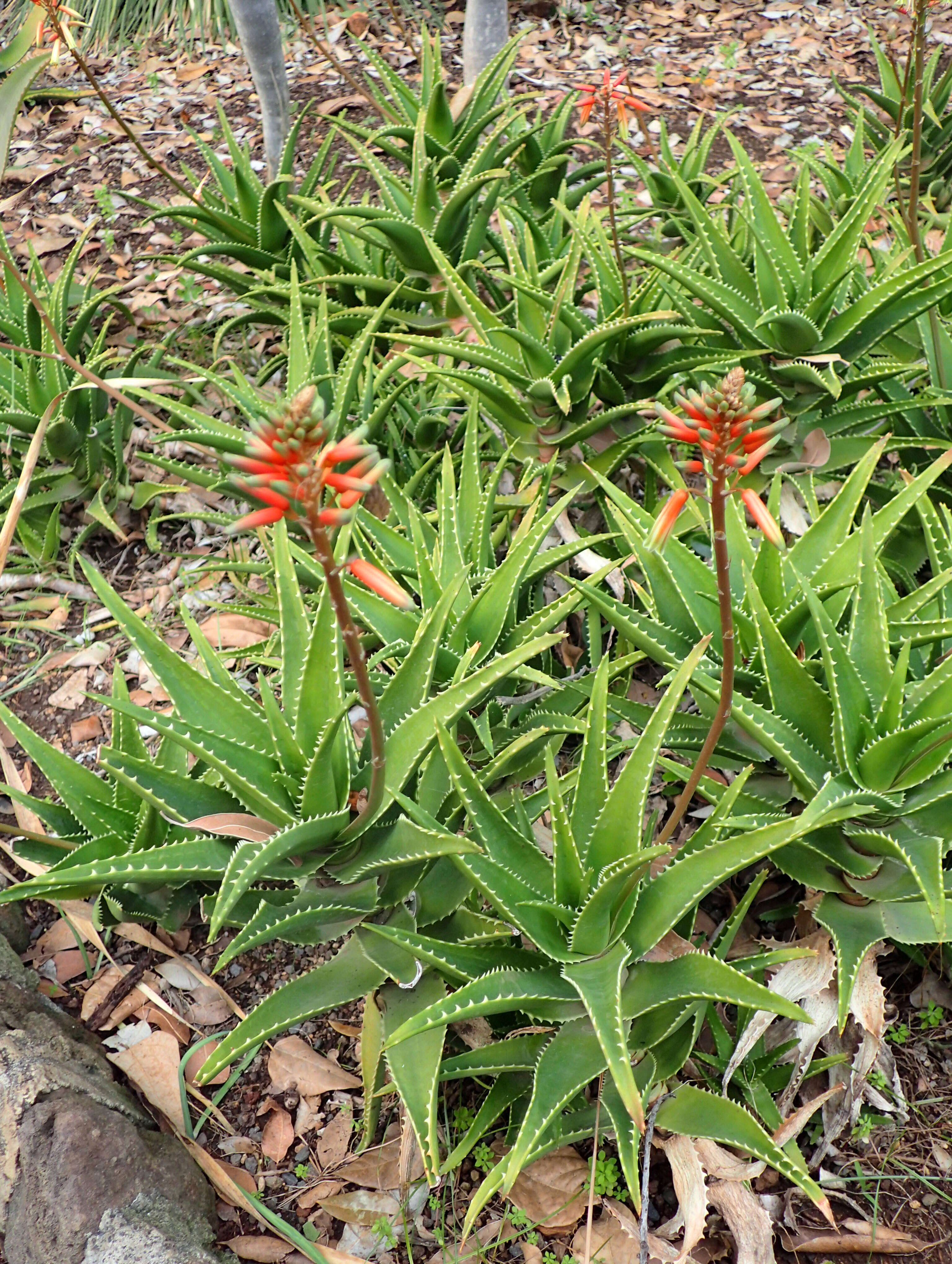 Image of Aloe perfoliata L.