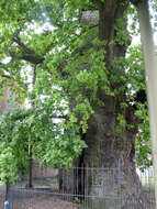 Image of English oak