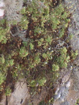 Image of Hofmeisteria urenifolia (Hook. & Arn.) Walp.