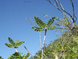 Image of elephant tree