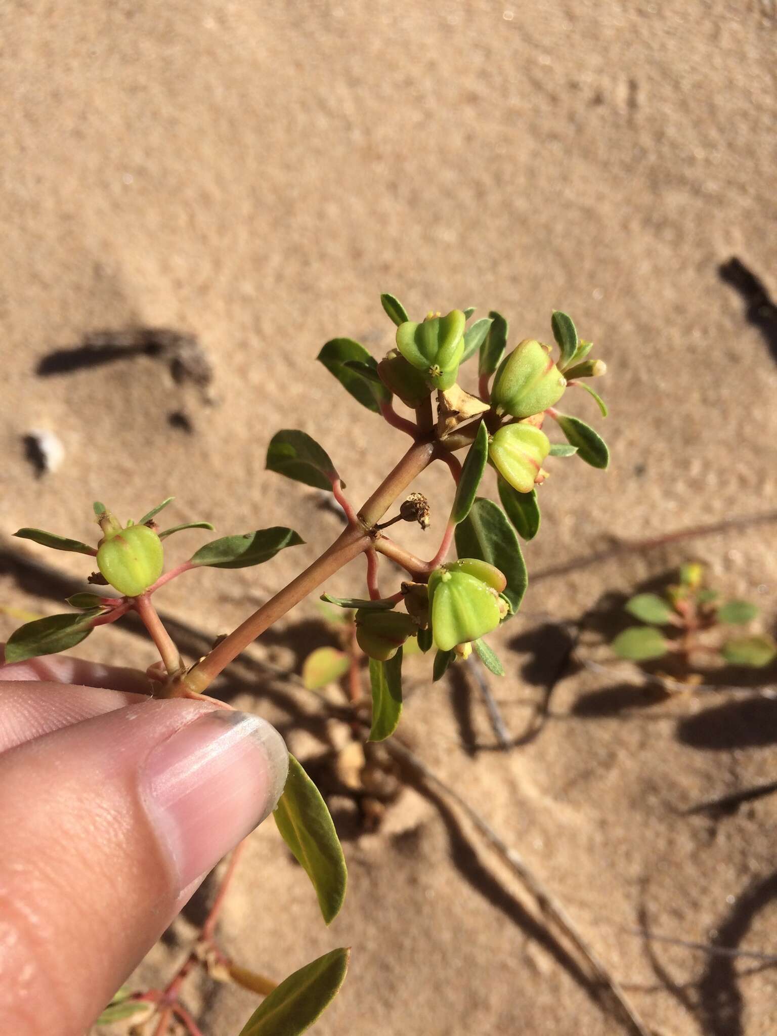 Imagem de Euphorbia carunculata Waterf.