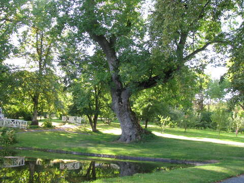 Image of European ash