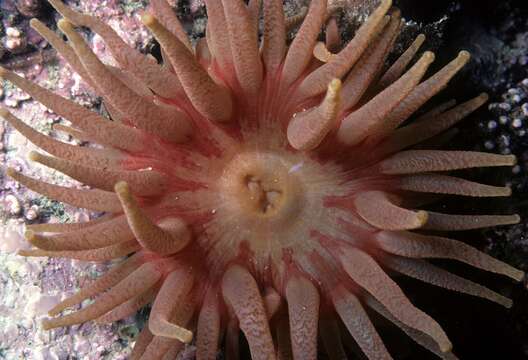 Image of Northern red anemone