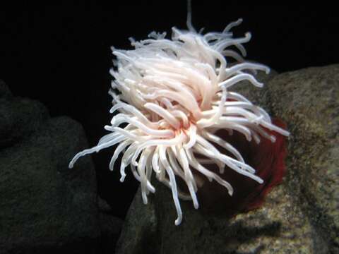 Image of Fish-eating anemone