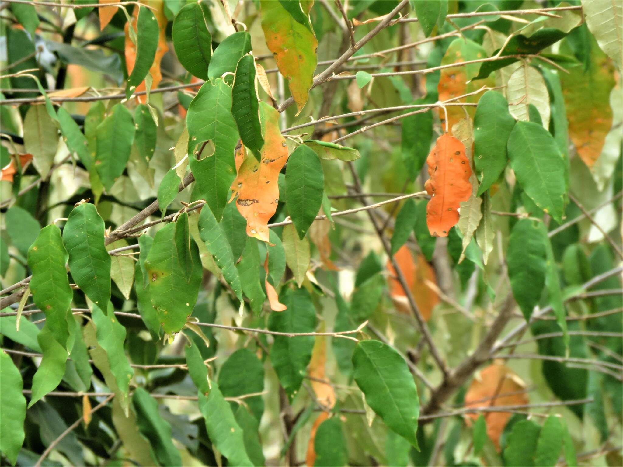 Image of Croton dichogamus Pax