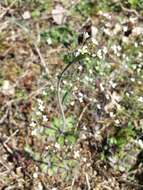 Image of Mouse-ear Cress