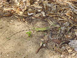 Image of Western Spiny-tailed Iguana