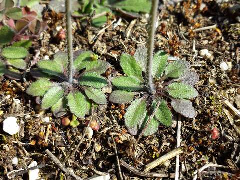 Image of Mouse-ear Cress