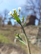 Image of Mouse-ear Cress