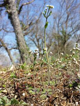 Image of Mouse-ear Cress