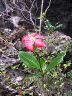 Image of Pachypodium windsorii Poiss.