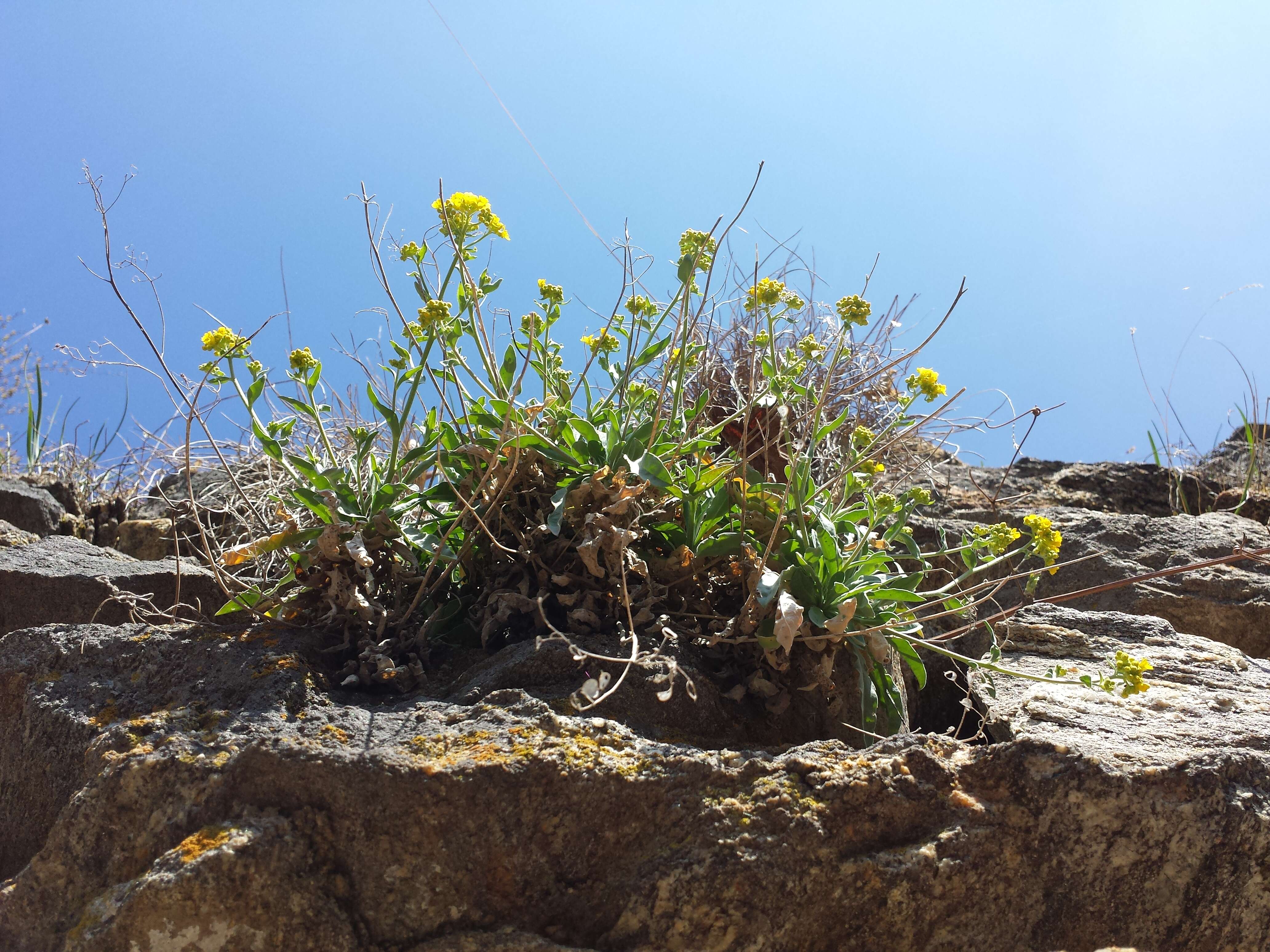 Image of Basket of Gold