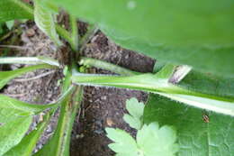 Image of Symphytum officinale subsp. bohemicum (F. W. Schmidt) Celak.