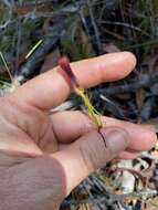 Image of Leafless tongue orchid