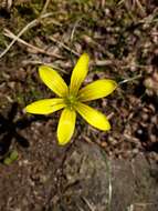 Image of star of Bethlehem