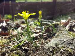 Image of star of Bethlehem