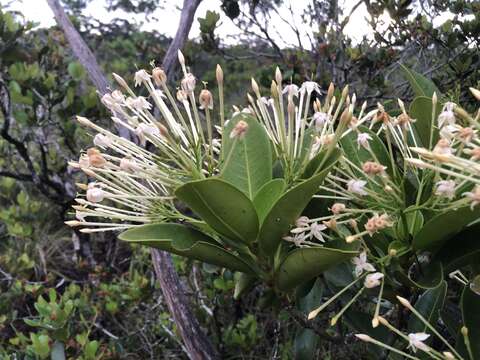 Image of Ixora francii Schltr. & K. Krause