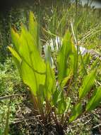 Image of Narrow-leaved Water-plantain